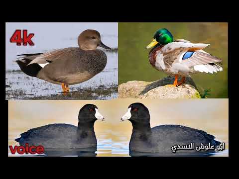 صوت خضيري دجاج ماي التشم نغمه بلجيكيه 