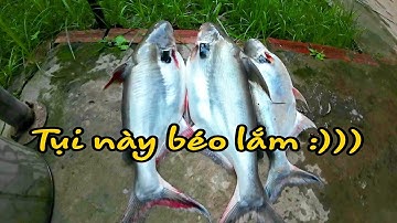 Tiếp tục hành trình tìm cảm giác mạnh ở sông mekong