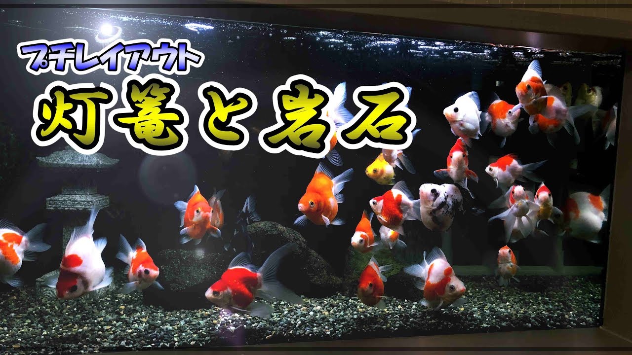 金魚 90 金魚水槽 和風レイアウト Goldfish Youtube