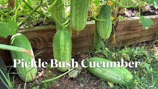 Growing Pickle Bush Cucumber in a raised bed