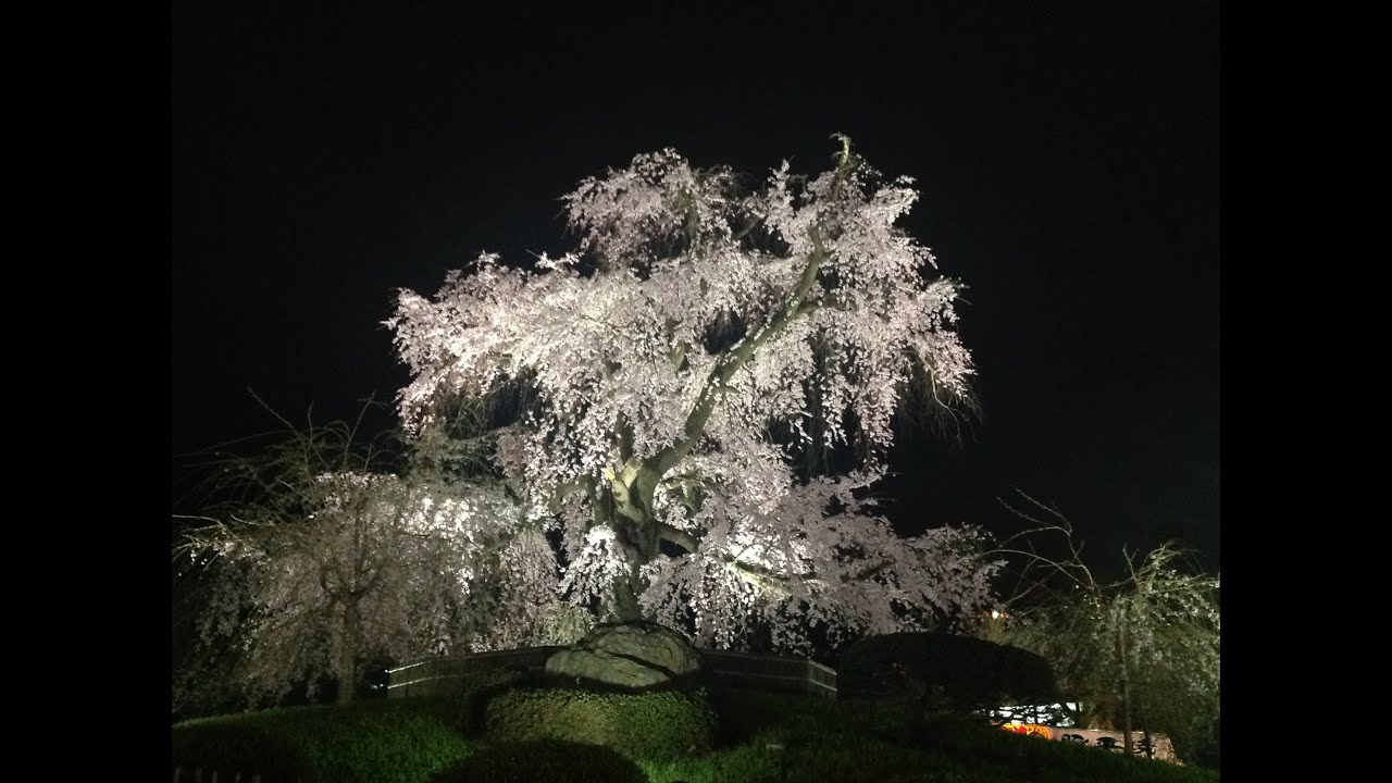 Maruyama-Park Kyoto Japan Cherry blossoms