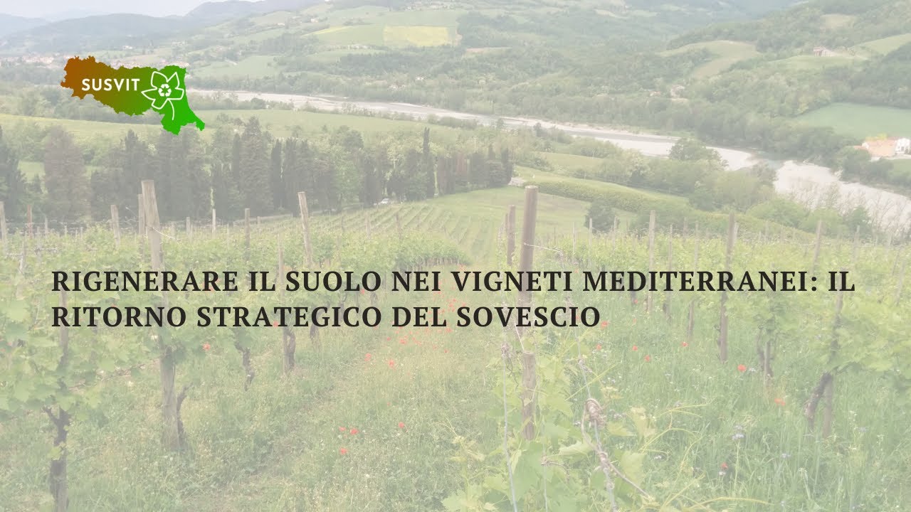 Rigenerare il suolo nei vigneti mediterranei: il ritorno strategico del sovescio