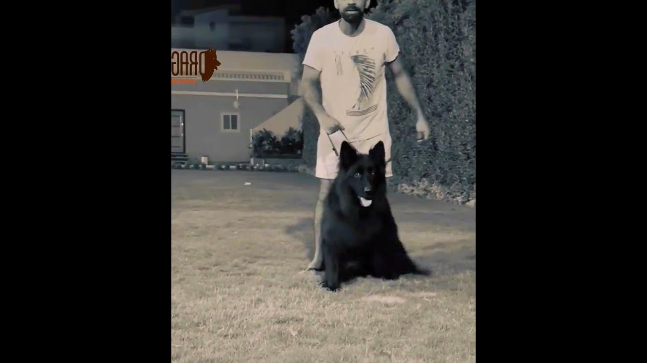 full-black-german-shepherd-owner-amr-osman-germanshepherd-dogs-pets