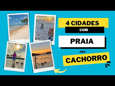 Vídeo: Os cães são permitidos na praia de stinson?