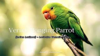 Vernal Hanging Parrot  (Indian Lorikeet) - Loriculus Vernalis - Calls - Andaman and Nicobar screenshot 4