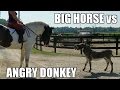 Angry Donkey vs. BIG Horse