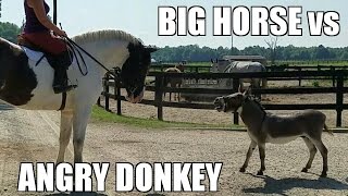 Angry Donkey vs. BIG Horse