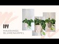 Makramee Blumenampel - Schritt für Schritt Anleitung I DIY