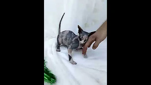 Video 1252941: calico sphynx, sphynx cattery, sphynx girl