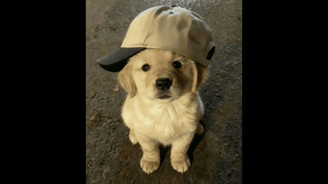 Dedication I Palms x Blessed La I Fivem Montage