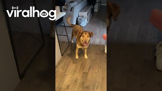 Two Dogs Attempt Same Trick || Viralhog