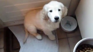 Dommel a Golden Retriever puppy is hungry.