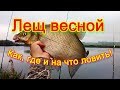 Как ловить леща весной! Советы для начинающих рыбаков! Bream fishing in the spring