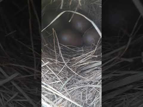 Kuş yumurtaları buldum 4 tane 😰