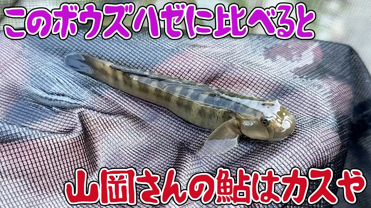 山岡 さん の 鮎