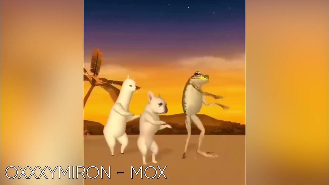 Собака танцует под музыку мем