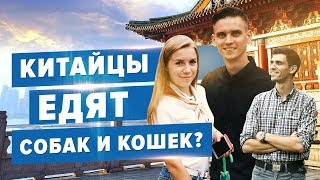 Китайцы едят собак? Стереотипы о Китайцах