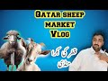 Qatar new goat   and sheep market  new central market by umair time