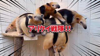 日本一の動物園ミナミコアリクイ全兄妹の見分け方Instagram質問徹底解説