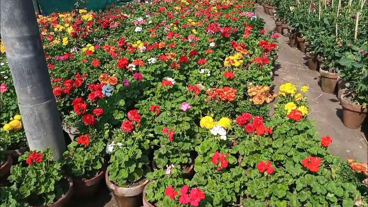 pattoki nursery / Asia largest nursery in Pakistan / Bisma26 YouTube