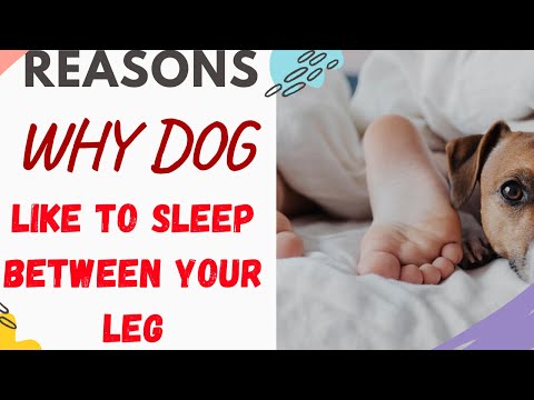 Why Does My Dog Like To Sleep Between My Legs (Explained With Reasons)