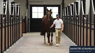 Video Tuttebel TK van de Moerhoeve - Walk