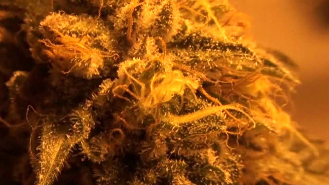 L.A. Confidential Harvest