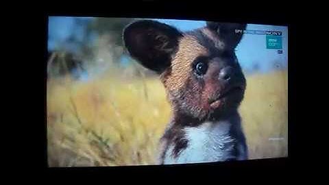 GTMEDIA V8 Golden (25/10/2018) Asiasat 105.5e C Band Sony Pictures Network Open