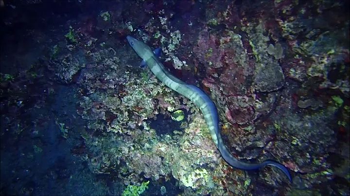 Conger Eel Kona Hawaii