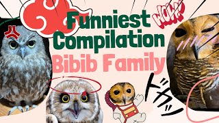 Funniest Compilation Bibib the Owl part 4!