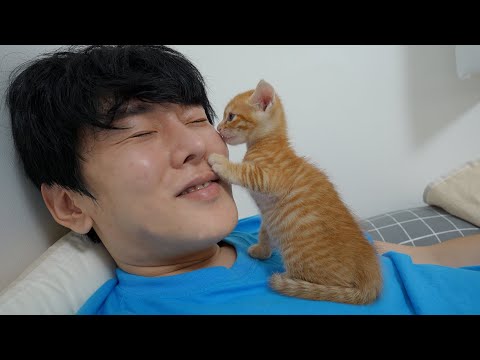 Baby Kitten Keeps Trying to Put Its Body <strong>Odor</strong> on Me!