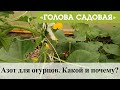 Голова садовая - Азот для огурцов. Какой и почему?