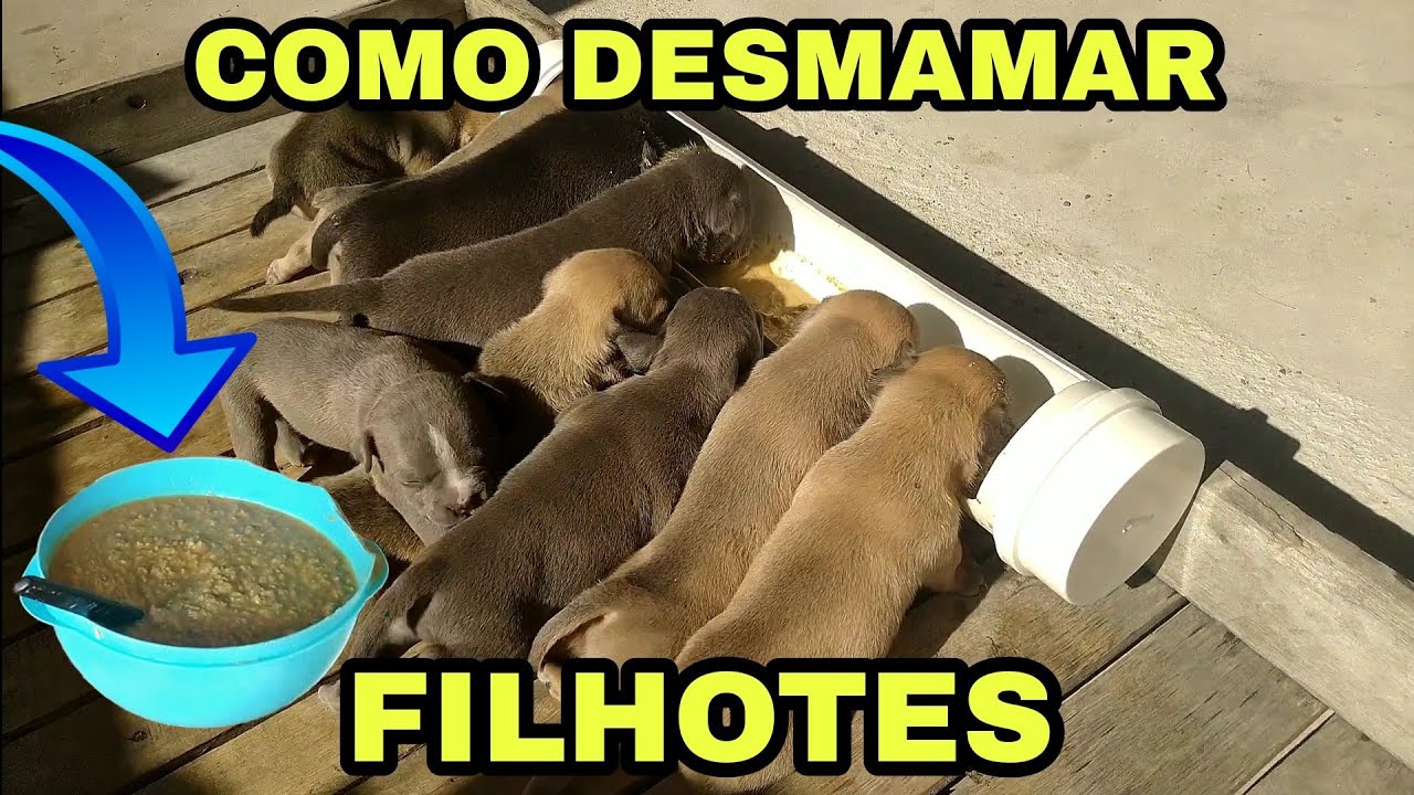 🔥COMO DESMAMAR FILHOTES DE CÃES (filhotes de Pit Monster)