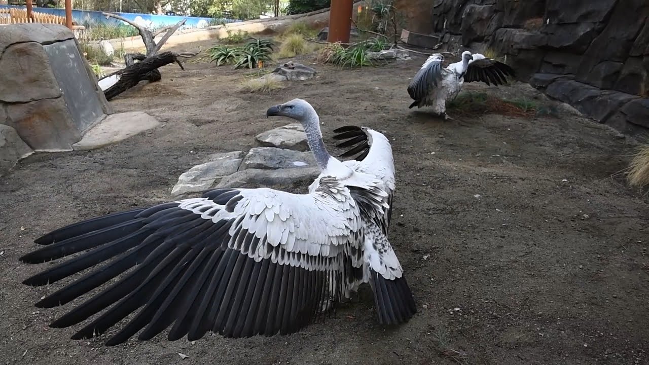 Soaring Into Their New Home—Cape Vultures Have Landed! 🎉 - YouTube