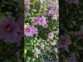 13 июля. #garden #садоводничество #flowers #сад #крым