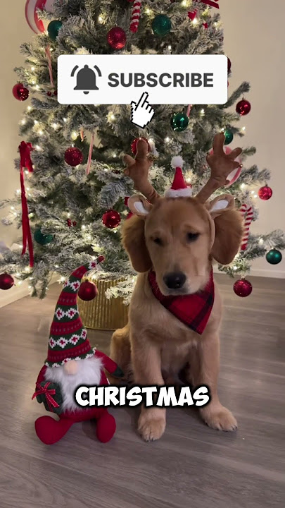 Last Is Cutest For Me🥰❤️