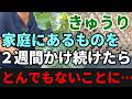 【きゅうり】家庭にあるものを２週間かけ続けた結果がやばすぎる。。【家庭菜園】