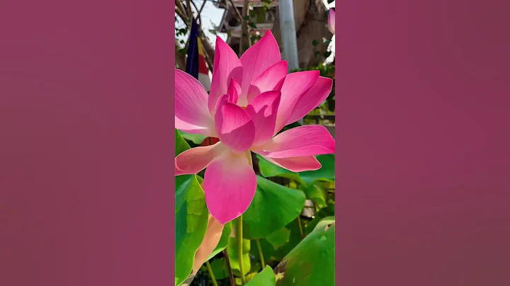 Beautiful Lotus Flowers - DayDayNews