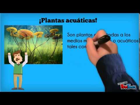 Flora Y Fauna Terrestre Y Acuatica Youtube