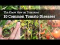10 Common Tomato Diseases 10 Common Tomato Diseases