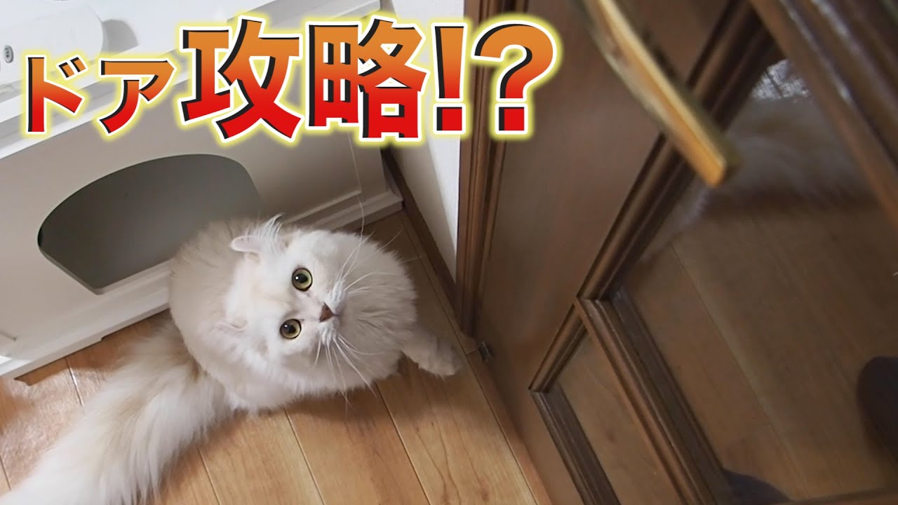 賢い猫はドアの取手を開けることができる？ YouTube