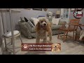 Fix Dog Drooling &amp; Panting Alone Shutdown Signs