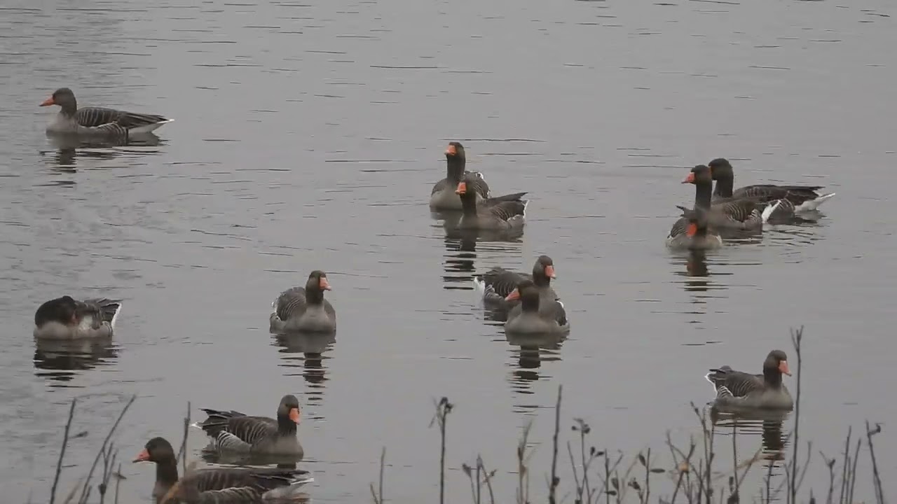 Grauwe Gans, Canadese Gans, Krakeend (Noordelijk Eiland, 13 dec 2025)
