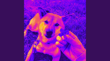 Fantastic Backdrops for Calm Doggo