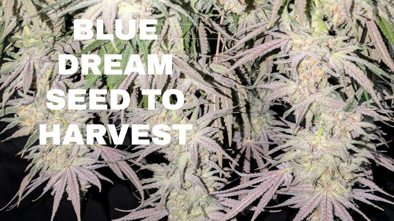 Blue Dream Full Seed to Harvest Movie!