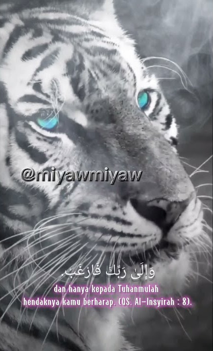 story wa macan putih. janganlah berharap kepadaku