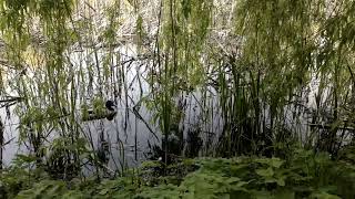 THEY CROAKED !!!!!   #frog by VOLODIA No views 1 minute, 55 seconds