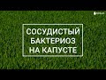 Сосудистый бактериоз капусты | Agrolife.ua "Вы спрашиваете, мы отвечаем"