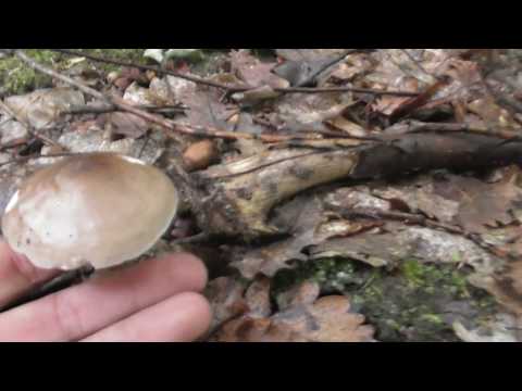 Video: Poisonous Entoloma: foto og beskrivelse af svampen