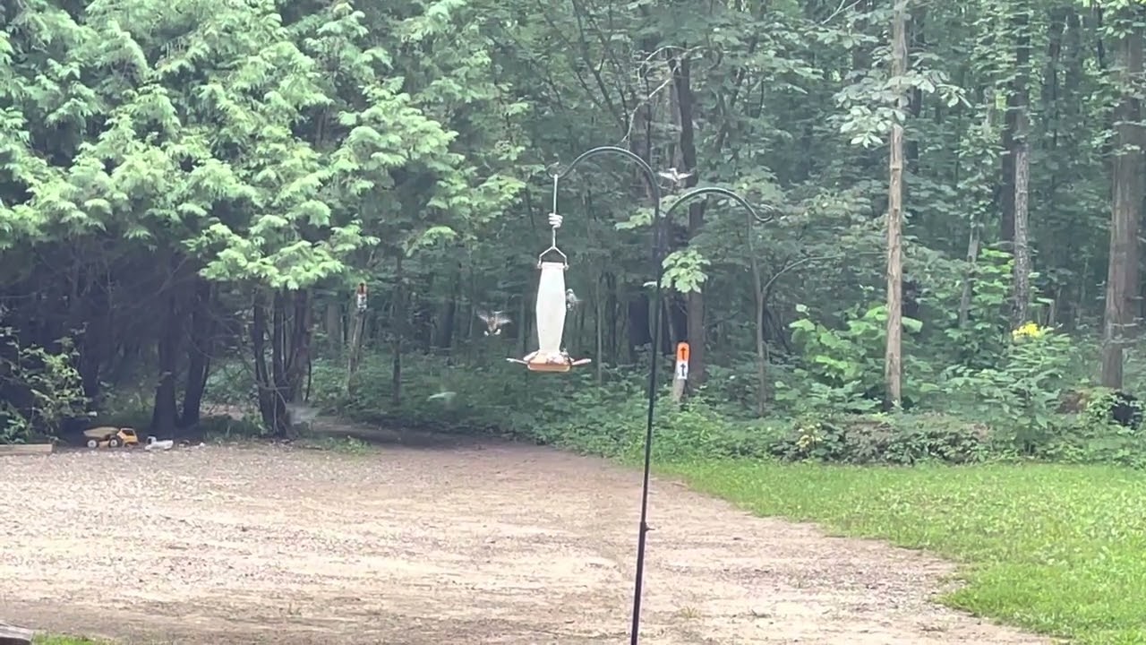 Top Gun - Hummingbird Edition